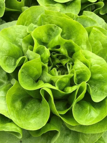 Fabris (5000 seminte) salata de toamna sau iarna, 450 - 500 gr, Bejo