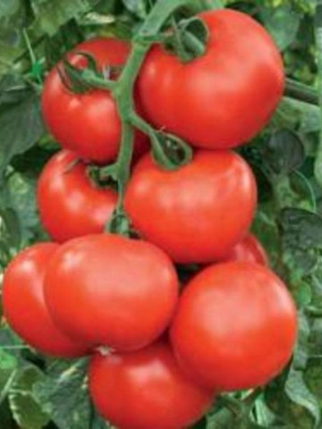 Fado F1 - 500 sem - Seminte de rosii cu fructe rotunde culoare uniforma ce nu prezinta capac verde si se preteaza atat la recoltarea fruct cu fruct cat si la recoltarea in ciorchine de la Enza Zaden