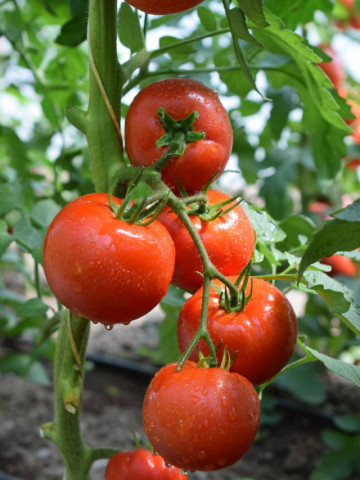 Fantom F1 (1 gr) seminte tomate nedeterminate semitimpurii, Superior Seeds Serbia