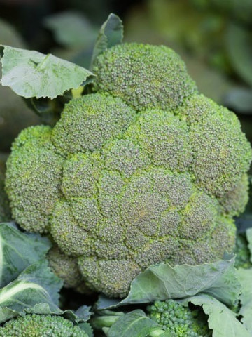 Fiesta F1 (1000 seminte) broccoli cu o maturitate dupa transplantare 80 zile ce suporta bine conditiile climatice dificile, Bejo