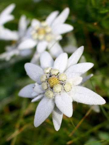 Floare de colt (130 seminte) de flori delicate de colt, Agrosem