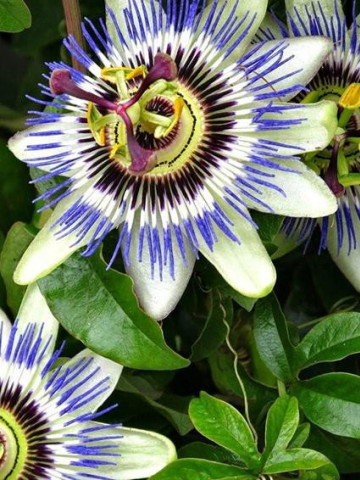 Floarea pasiunii (0.33 g) seminte de planta agatatoare superba cu flori stelate, parfumate, Horti Tops