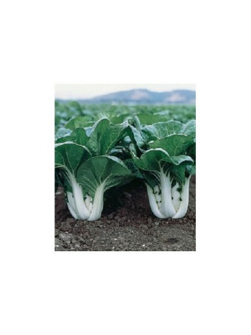 Foioasa Pak Choy Shanghai (500 seminte) varza de salata baby leaf cu frunze mici pentru salata, Agrosel