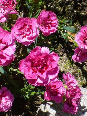 Garoafe Chabaud pink (0.2 gr) seminte garoafe roz aprins, flori mari, Agrosem