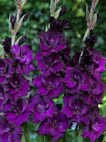Gladiole Black Velvet (7 bulbi), gladiole cu flori mari de culoare albastru-purpuriu profund, bulbi de flori