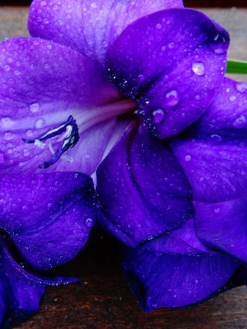 Gladiole Blue (5 bulbi), floare albastra incantatoare, bulbi de flori