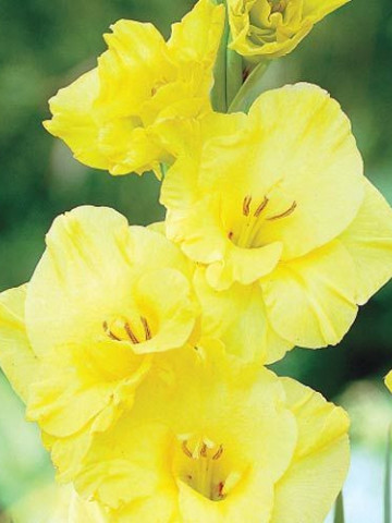 Gladiole Limoncello (7 bulbi), gladiole cu flori mari, cu petale galben-lamaie si interiorul auriu, bulbi de flori