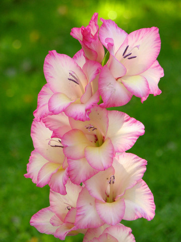 Gladiole Priscilla (4 bulbi), gladiole cu petale usor gofrate de culoare crem cu margini roz, bulbi de flori, Yurta