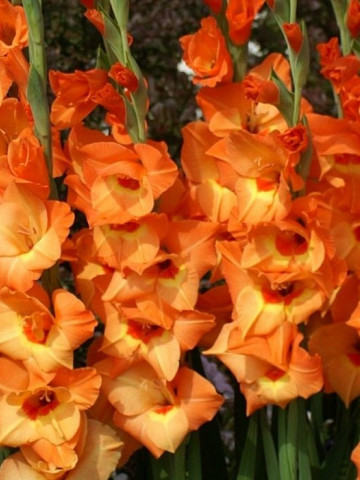 Gladiole Royal Class (7 bulbi), gladiole cu flori elegante in nuante de galben si orange, bulbi de flori
