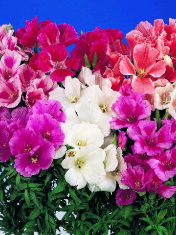 Godetia Mix (1500 seminte) de Azalee de gradina, Clarkia, flori anuale in culori pestrite, Opal