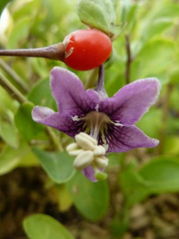 Goji Big Berry, rasad de Goji Berry, arbust peren rezistent la seceta, cu fructe mari de 2 cm si gust dulce-amarui, Yurta