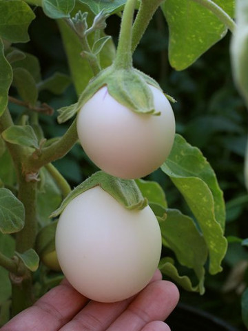 Golden Eggs seminte de vinete albe in forma de ou, Vilmorin