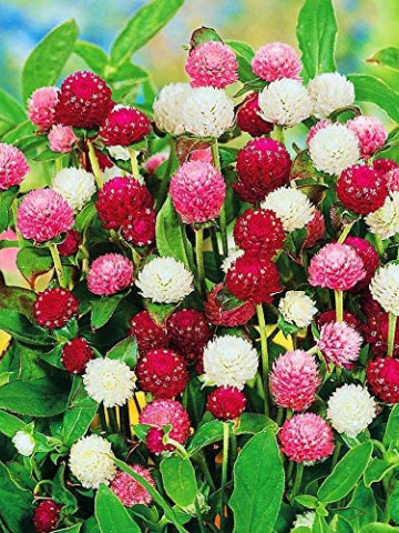 Gomfrena mix (0.2 gr) seminte de flori colorate, globulare, Agrosem