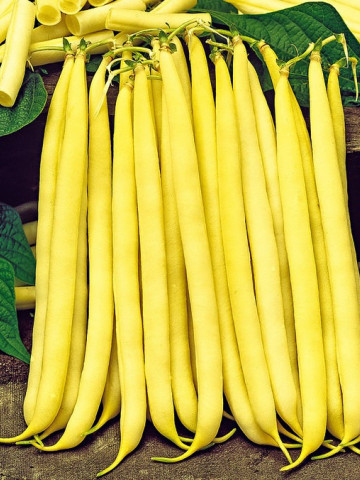 Gondola - 100 gr - Seminte de Fasole Galbena Pitica de gradina fara ate de la Holland Farming Olanda