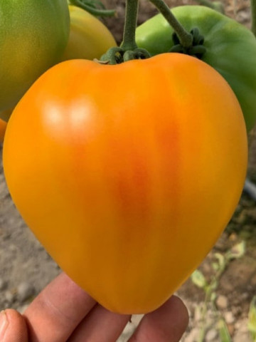 Gourmansun F1 (5 seminte) de rosii exotice tip ananas, in forma de inima galbena, nedeterminate, fructe mari 250- 300 gr, Clause