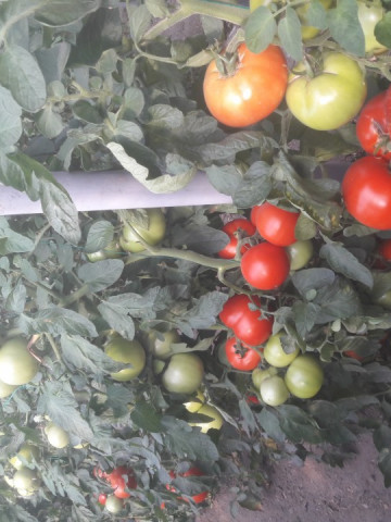 Gramada F1 (0.2 gr) seminte tomate hibrid nou bulgaresc nedeterminat semitimpuriu