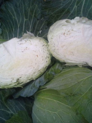 Green Rich F1 (2500 seminte) varza cu frunze subtiri, uniforma si densa, Takii Seeds