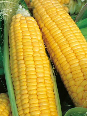 GSS 5649 F1 (100.000 seminte) porumb zaharat 75 zile mediu timpuriu 18-20 de boabe, Syngenta