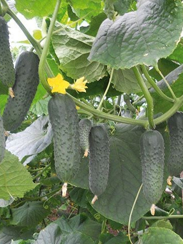 Gunnar F1 - 500 sem - Seminte de castraveti cu fructe de forma cilindrica ce se cultiva pe toata perioada anului (primavara si pana in toamna)cu flori 100% femele ajungand la o lungime de 12-14 cm de la Enza Zaden
