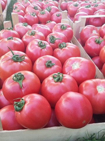 Gusto Pink 162-334 F1 (1000 seminte) de tomate nedeterminate forma globulara cu nervuri si culoare roz atractiv, Yuksel