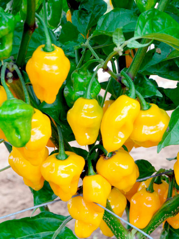 Habanero Lemon (20 seminte) seminte ardei iute Habanero Galben soi mexican, cel mai iute din lume, Florian