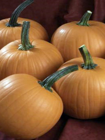 Halloween Terrafin F1 (1000 seminte) de dovleac cu fructe uniforme in numar de 4 - 5 pe planta ajungand la o greutate de 4 kg, Sakata