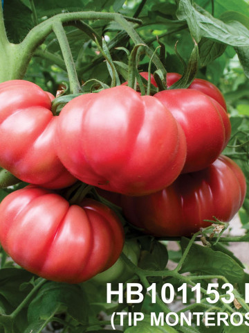 HB 101153 F1 tip Monterosa (250 seminte) de tomate roz nedeterminate, Fito Semillas