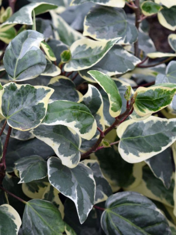 Hedera algeriensis Gloire de Marengo (ghiveci 2 L), iedera decorativa, frunze verzi cu margini alb-crem
