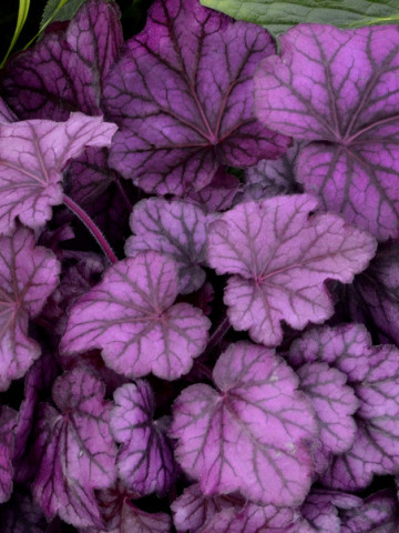 Heuchera Wild Rose (ghiveci 1 L), planta rezistenta, usor de cultivat