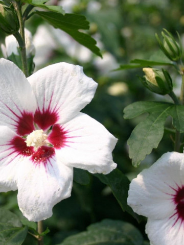 Hibiscus Mathilde, butasi de Hibiscus syriacus, arbusti cu flori mari, intr-o combinatie superba de alb cu roz si centrul visiniu, Yurta