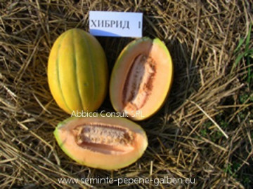Hibrid 1 F1 - 5 gr - Seminte de Pepene Galben bulgaresti profesionale de la Opal