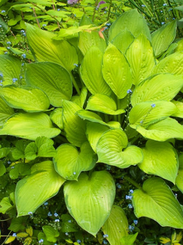 Hosta Gold Standard (ghiveci 1,5 L), planta decorativa cu frunze mari, culoare schimbatoare