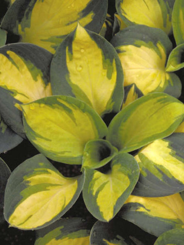Hosta Popcorn (ghiveci 1,5 L), planta decorativa cu frunze culoare schimbatoare
