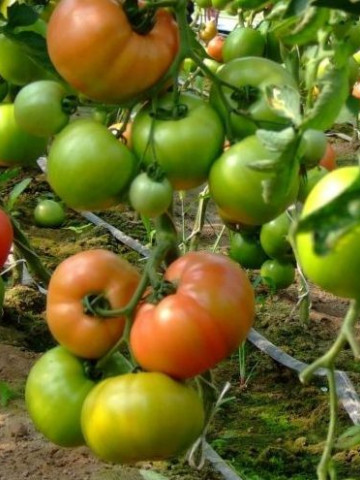 HTP 11 F1 (100 seminte) tomate roz foarte gustoase, Hazera