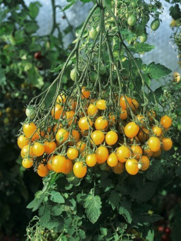 Ildi Cherry (70 seminte) rosii cherry galbene, planta viguroasa cu numerosi ciorchini, Mexic