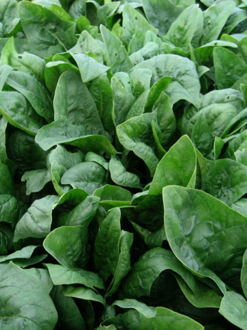 Imperator F1 - 50.000 sem - Seminte de spanac de culoare verde inchis cu frunze netede si forma ascutita ce poate fi cultivat cu trecere peste iarna rezistent la mana si fainare de la Cora Seeds