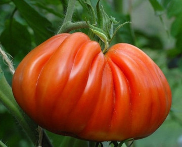 Inima de Albenga (150 seminte) tomate crete nedeterminate semitimpurii, Laktofol