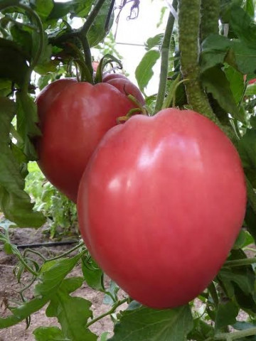 Inima Roz (30 seminte) tomate nedeterminate semitimpurii soi de rosii mari, gust excelent