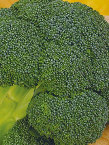 Ironman F1 (1000 seminte) broccoli semitimpuriu, Seminis