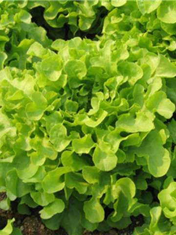 Isira (5 g) seminte de salata tip frunza de stejar ideala pentru cultivare pe tot parcursul anului ce produce o capatana mare bogata in multe frunze mici aspectul comercial fiind unul excelent, ISI Sementi