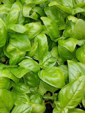 Italiano Classico (100 grame), busuioc verde, Isi Sementi