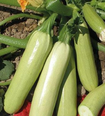 Izobilna (800 seminte) dovlecel foarte productiv soi timpuriu, gust excelent, Opal Bulgaria