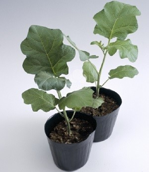 Javah F1 - 1000 sem - Seminte de portaltoi pentru vinete foarte rezistent la nematozi cu germinatie puternica si uniforma ce poate fi semanat aproape in acelasi timp cu varietatea de soi de la Takii Seeds