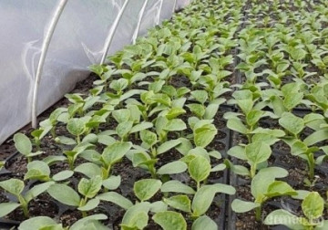Kehlibar F1 (100 gr) seminte de pepene galben, bulgaresti profesionale, Agrotop Bulgaria