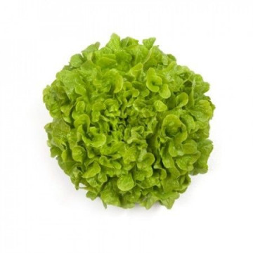 Kiribati - 1000 sem - Seminte drajate de salata cu frunze mici compacte si dantelate asemeni frunzei de stejar ce se preteaza excelent in mixurile de salata de la Rijk Zwaan