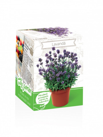 Lavanda - Kit plante aromatice