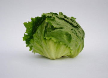 Lectrice (5000 seminte) salata tip iceberg pentru cultura de vara/toamna, 500 - 700 gr, Bejo