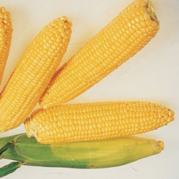 Legend F1 - 1 kg - Seminte de porumb zaharat remarcabil datorita calitatii deosebite a stiuletelui si o forma perfect cilindrica cu randuri compacte de la Clause