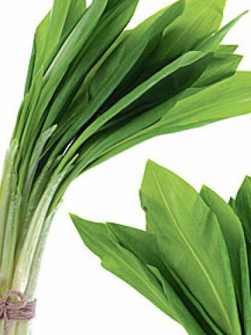 Leurda Medicinala (100 seminte) de leurda, denumita si usturoi salbatic, cu gust si aroma de usturoi, Florian