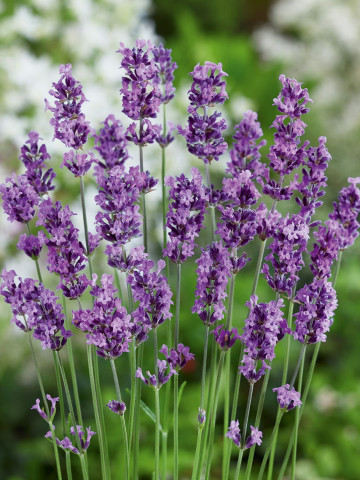 Levantica (Lavanda) 500 seminte de lavanda, calitate superioara, Raci Sementi